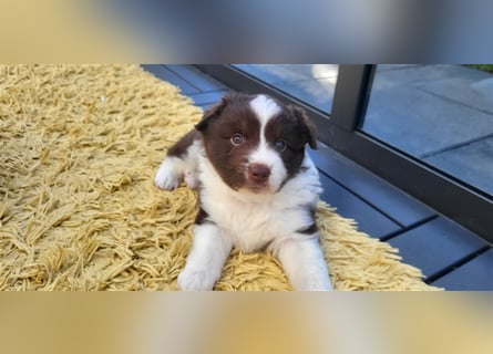 Mini Australian Shepherd Welpen