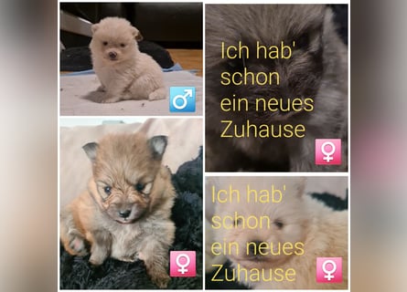 zuckersüße Pomeranianwelpe