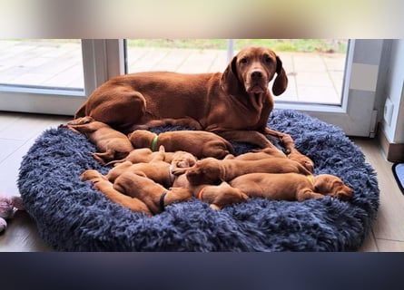 Magyar Vizsla Welpen reinrassig