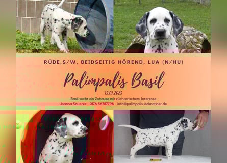 Palimpalis Basil, Rüde, LUA