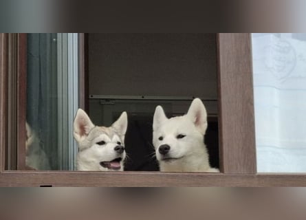 Akita - Husky Welpen