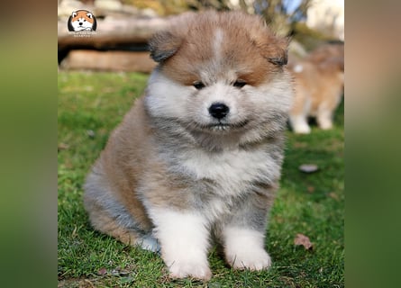 * Akita Inu - Japanische Akita langhaar Welpen, FCI registriert *