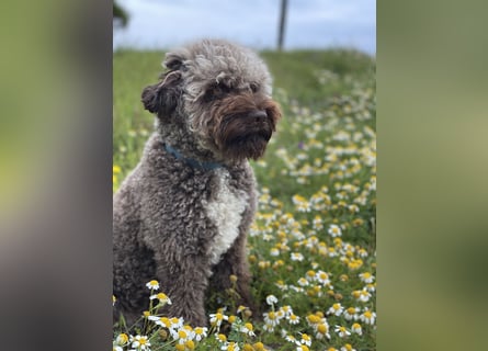 Lagotto Romagnolo Welpen reinrassige