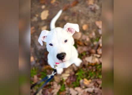 NEUE Welpen sind da.. die reinrassigen Dogo Argentinos mit Ahnenpass
