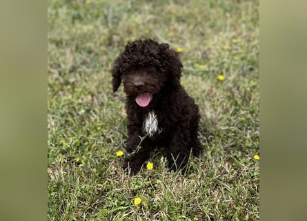 Lagotto Romagnolo – Hochwertige Welpen aus der registrierten Zuchtstätte King of the Truffles