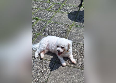 Bichon Frise Weibchen knapp 2 Jahre alt mit Stammbaum