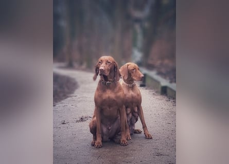 Magyar Vizsla Welpen suchen ab Mitte März ein neues liebevolles Zuhause