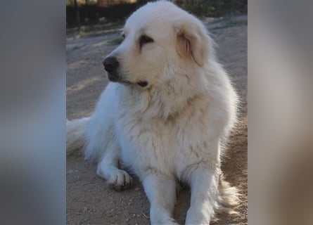 Mr. White: Ein liebevoller XXL-Teddybär sucht ein Zuhause zum Kuscheln