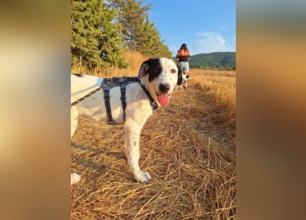 Kleiner Schatz Harper