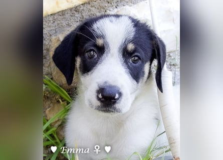Erin, Emma, Eckie und Enya suchen ein Zuhause