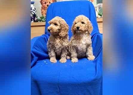 Goldendoodle F1b in Medium