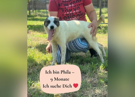 Phila - 9 Monate - mittelgroß