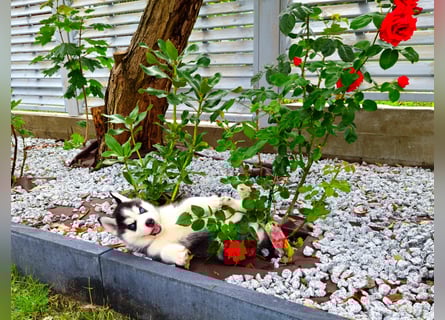 FCI Pedigree Blue Eyed Black & White Siberian Husky Champion Puppy