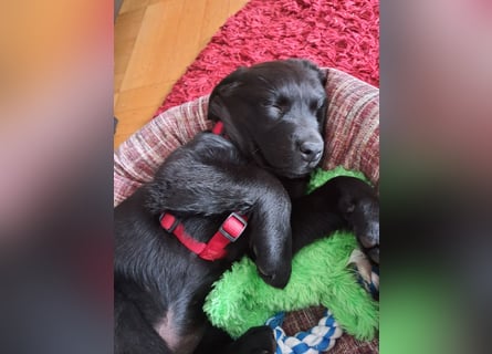 Labrador Weibchen Welpe