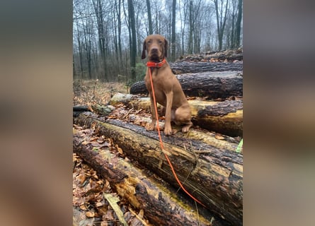 Wurfankündigung – Magyar Vizsla Welpen