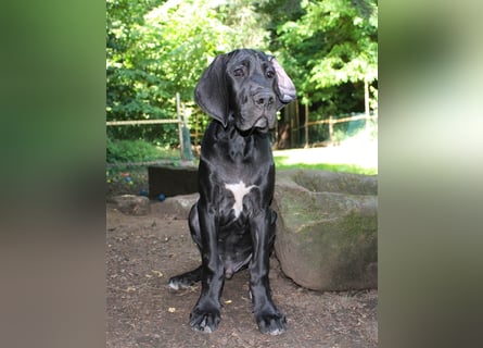 Zwei Deutsche Dogge Welpen mit VDH/DDC Papieren suchen noch ein schönes Zuhause.