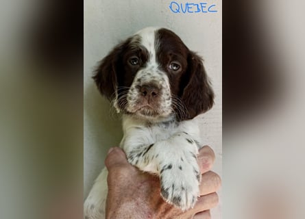English setter Rüde Welpe