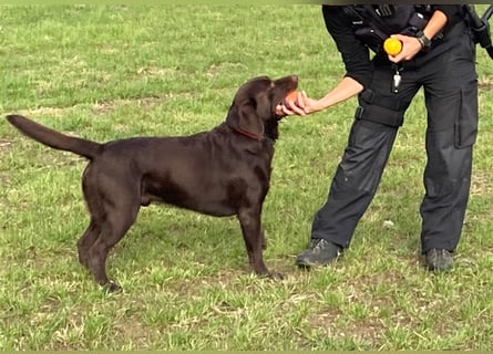 Labrador Deckrüde mit ZZL, decksicher, reinerbig braun chocolate nach FCI Standard, kein Verkauf!