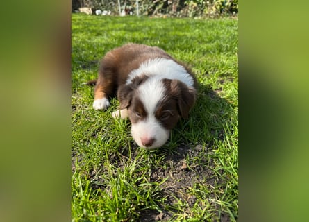 Mini Aussies-Mini Australian Shepherd Welpen