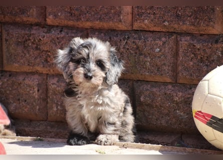 Aussiedoodle Traum ! Bezaubernde Welpen in tollen Farben aus erfahrener+überprüfter Familienaufzucht