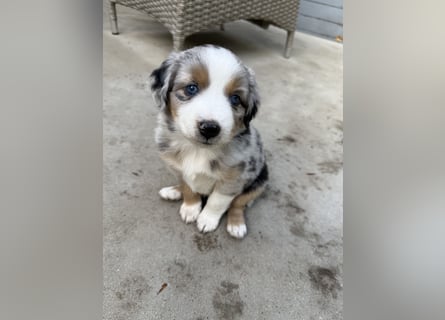 Mini Australien Shepherd Welpen suchen Traumzuhause