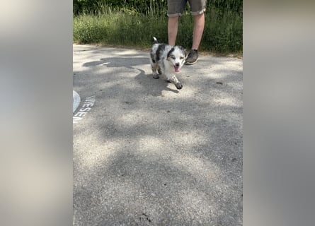 Australian Shepherd Welpe Bluey 