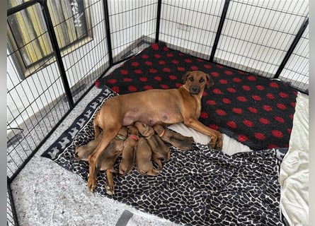 Rhodesien Ridgeback Welpen mit Papieren