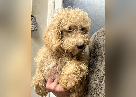 Noch ein süßer Labradoor Welpe verfügbar