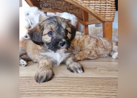 Havapoo Pudel Havaneser-ShihTzu