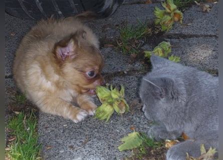 Liebe Chihuahuawelpen in Kurzhaar