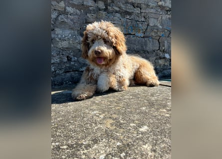 Aussiedoodle Traum ! Bezaubernde Welpen in tollen Farben aus erfahrener+überprüfter Familienaufzucht
