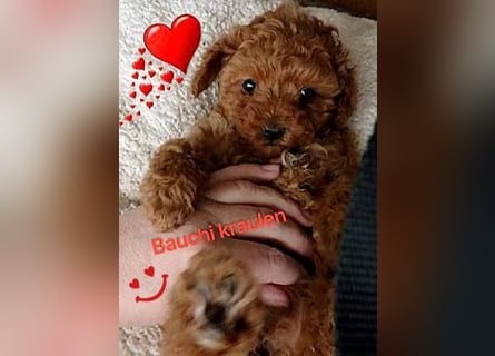 Wunderschöne Zwergpudelwelpen in Rot und Black & Tan