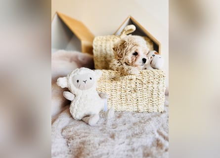 Maltipoo Pudel Malteser