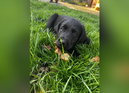 Abgabebereit !!Labradoodle Welpen Silver und Schwarz -Mit Papiere