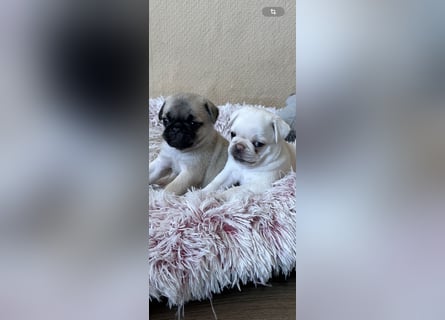 Mops Welpen ( noch 2 Rüde)