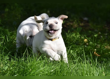 Shar-Pei x Labrador Mix Welpe Frenchy stellt sich vor......