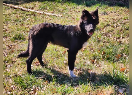 6 Monate alter Jung_ Shollie: Intelligent, Stubenrein, lernbegierig...