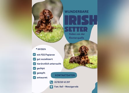 Wunderschöne Irish-Setter-Rüden