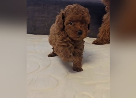 Tiny Asiatische Püppchen Toypudel Welpen