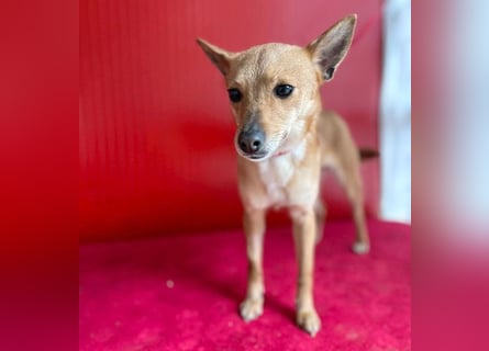 (R) ❤️ zarte kleine SZANDY - 4 Jahre, 32cm/4,2kg - Zwergpinscher-Mix