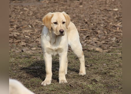 Liebevoller und kerngesunder Labrador Jungrüde in gelb sucht...
