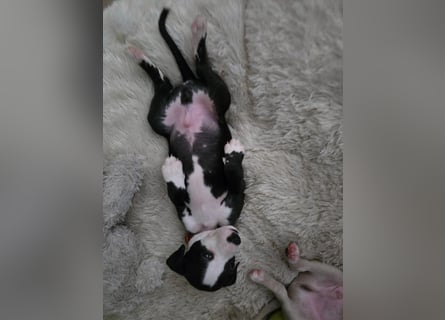 Whippet - 1 Rüde und 1 Hündin sind noch auf der Suche nach liebevollen Händen.