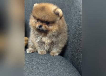 Pomeranian Boo Zwergspitz