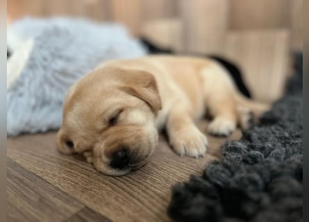 Reinrassige Labrador Welpen m.P. aus liebevoller Zucht