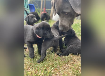 Reinrassige, schwarze Labrador-Welpen von der Mecklenburger Seenplatte