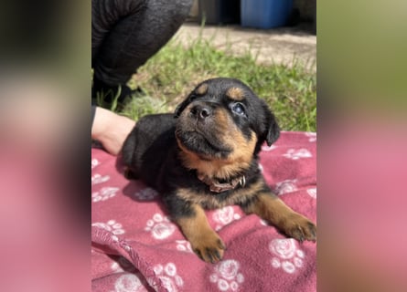 Reinrassige Rottweiler Welpen , Sportliche leistung Zucht