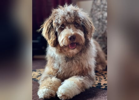 Aussiedoodle Traum ! Bezaubernde Welpen in tollen Farben aus erfahrener+überprüfter Familienaufzucht