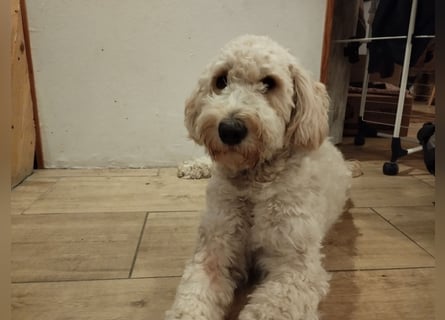 Wunderschöne Labradoodle Welpen