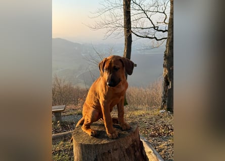 Rhodesian Ridgeback Malinois Welpe sucht seine Familie