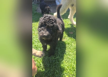 Goldendoodle F2b